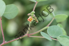 Cassia absus